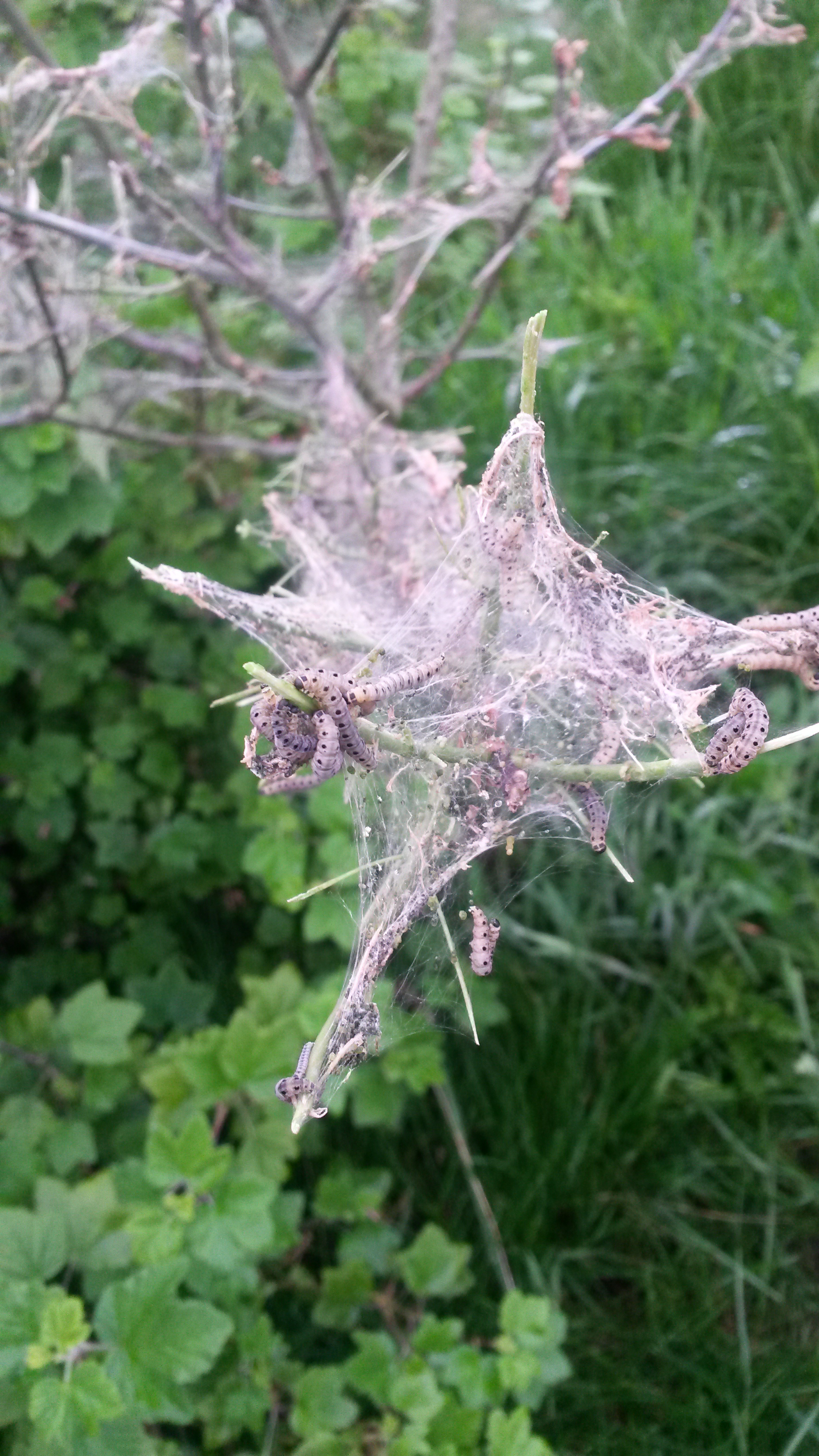 Processierupsen in Diepsmeerpark