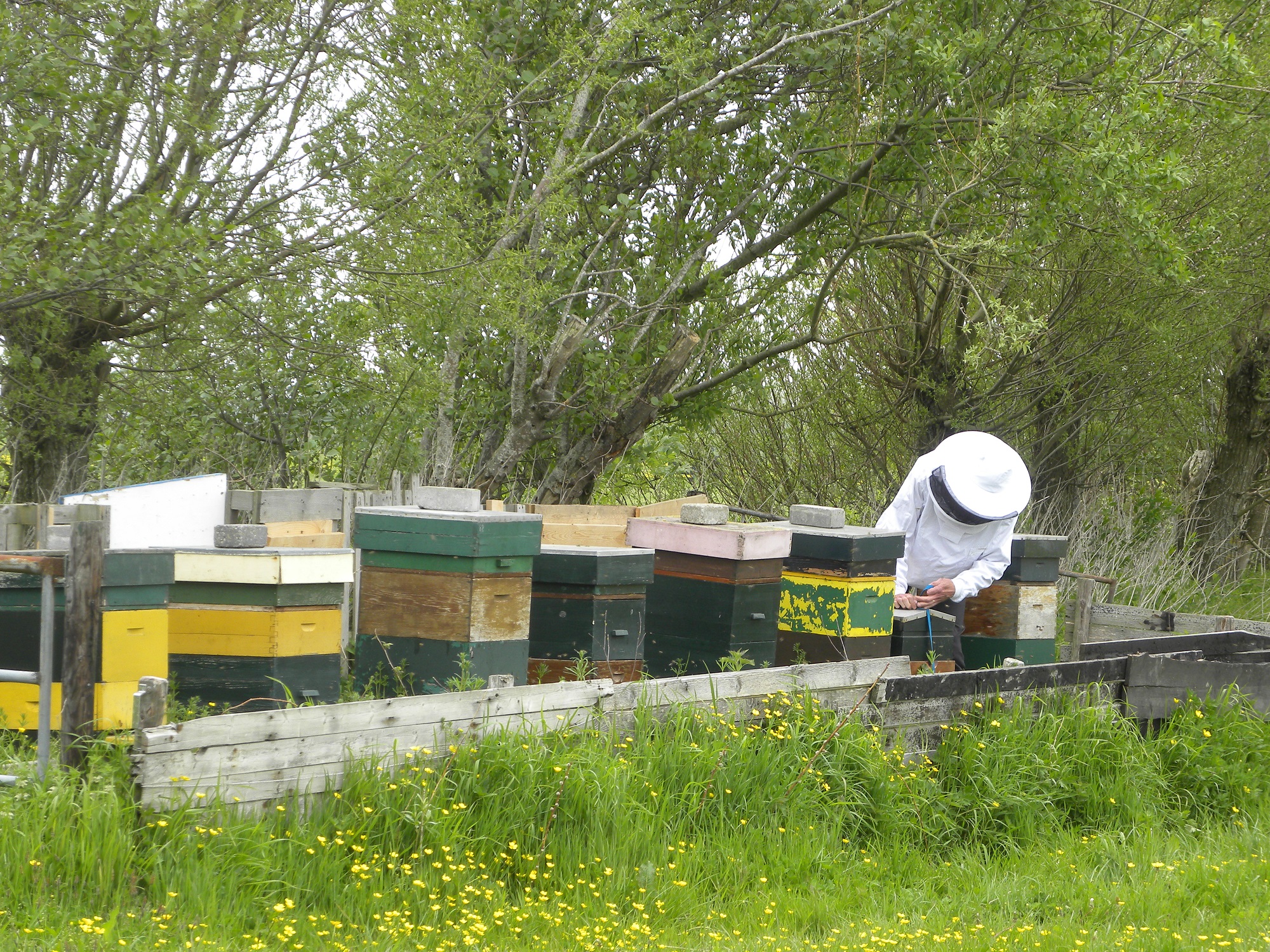 Zondag 10 juli: bijendag bij Hortus Alkmaar
