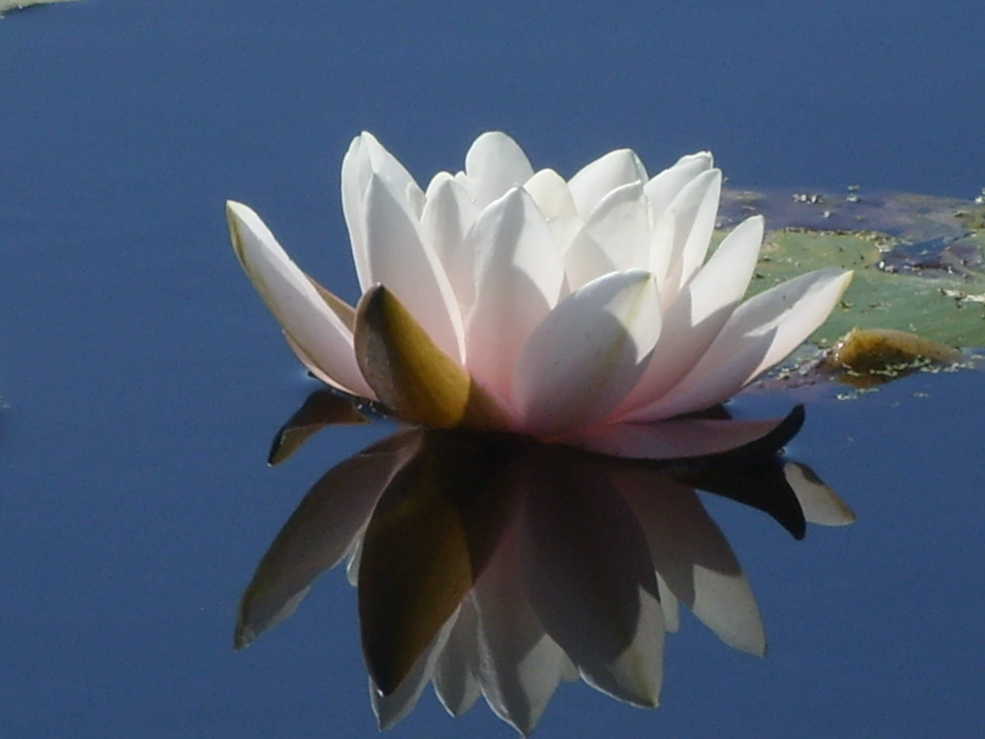 Stilteavond bij Hortus Alkmaar
