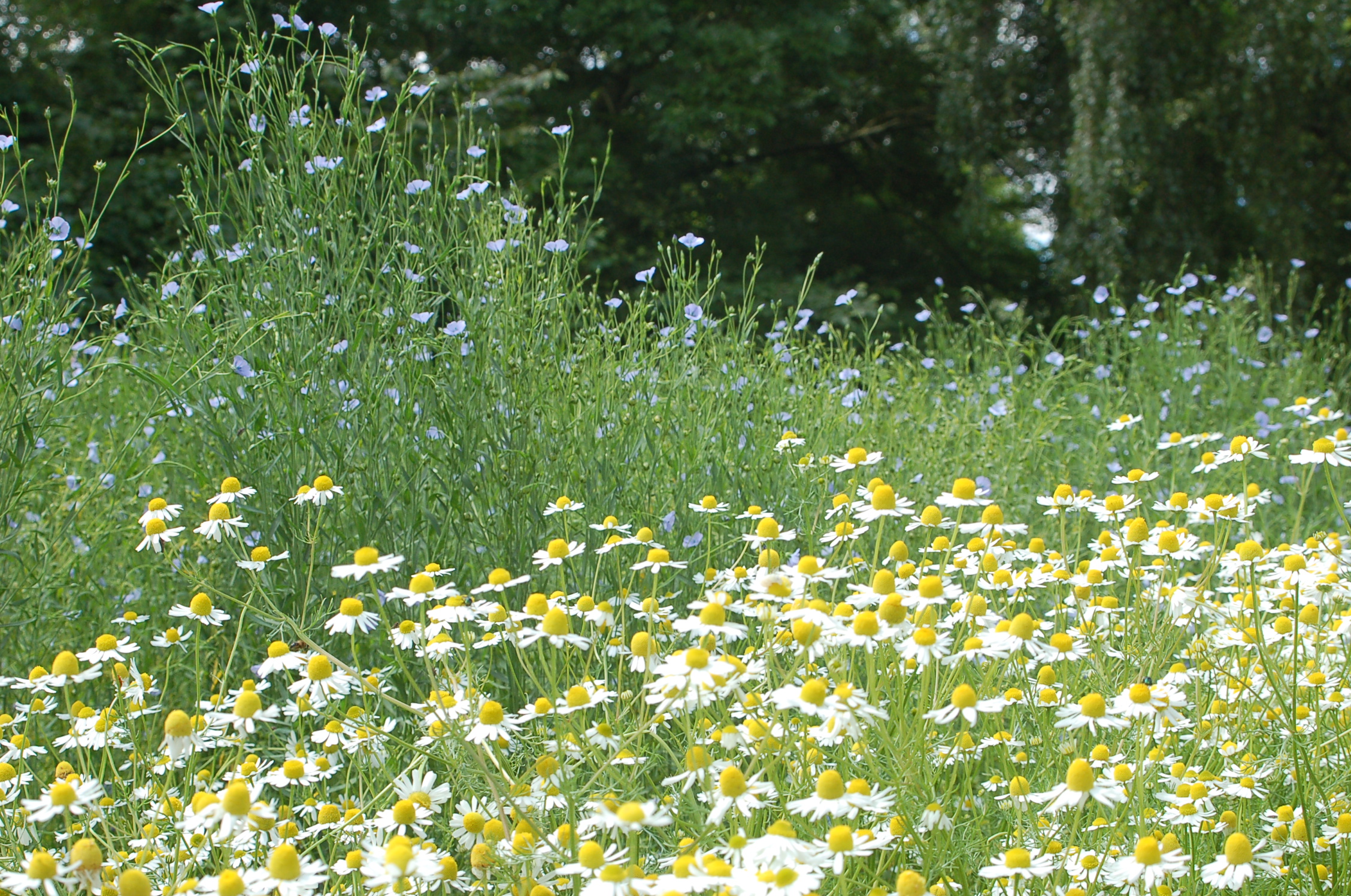 Workshop ´Beweeg soepel en voel je fit met kruiden`