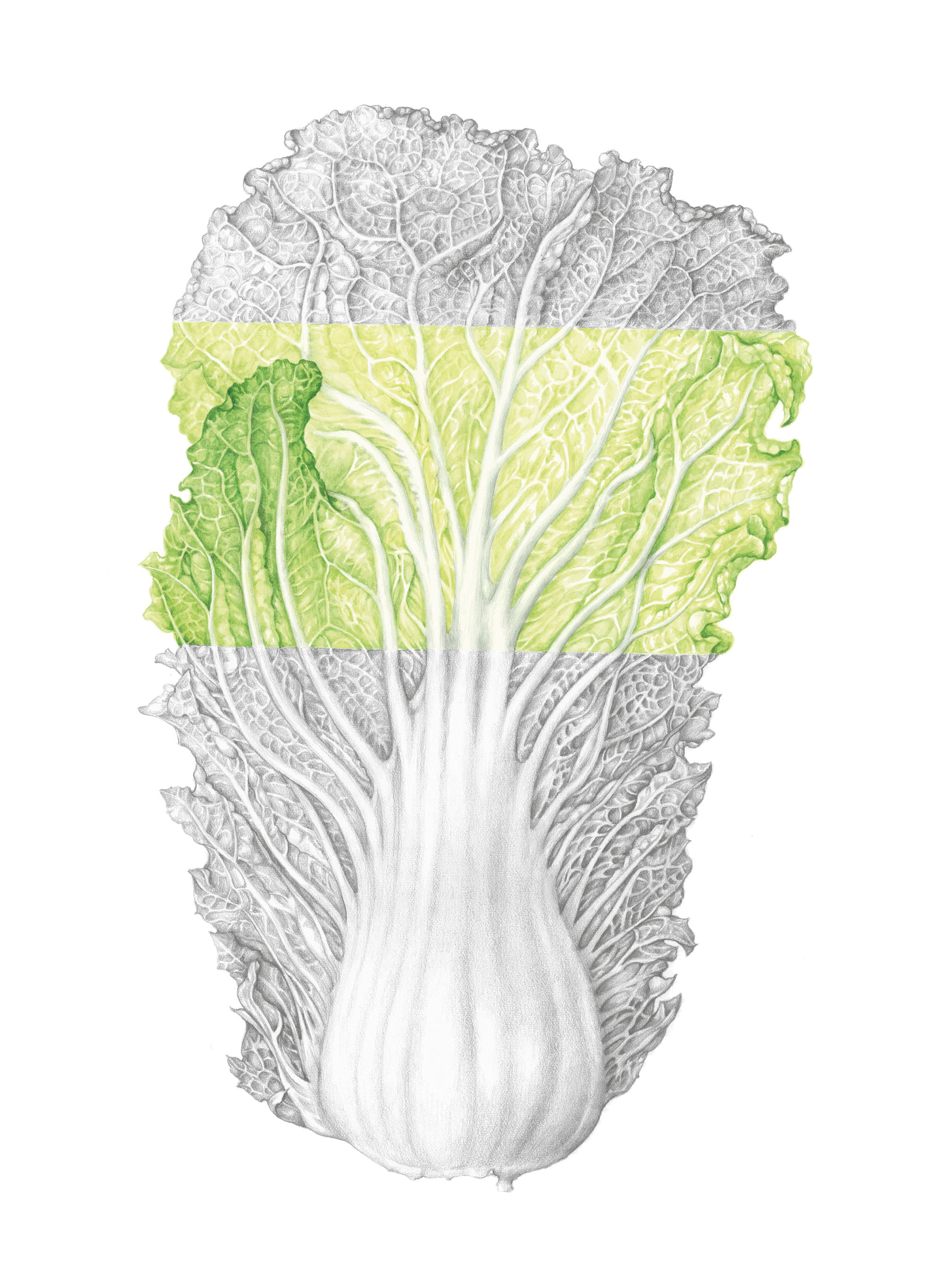 Workshop kennismaken met botanisch tekenen