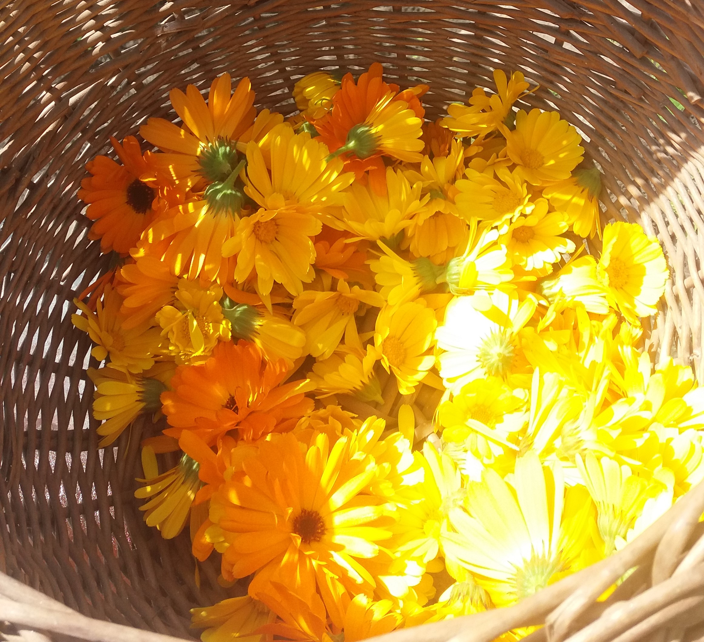 Workshop kruiden voor je kind(-eren)