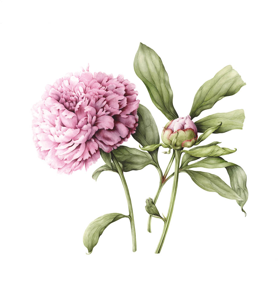 Cursus botanisch tekenen bij Hortus Alkmaar