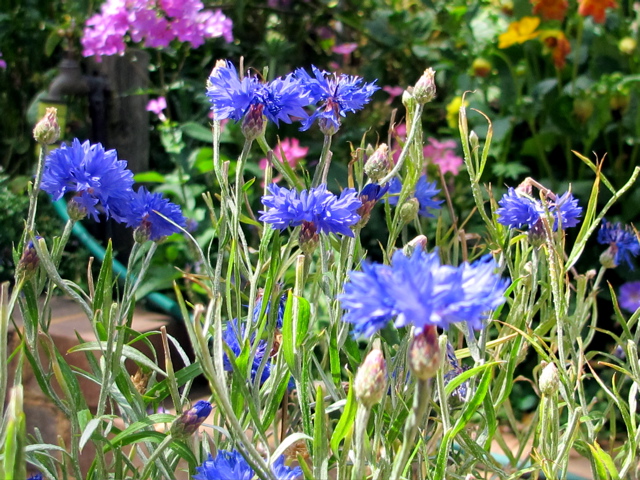 Wonen Plus Welzijn zoekt tuinvrijwilligers