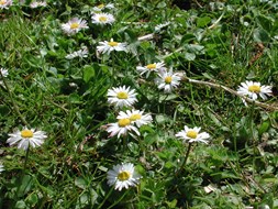 Bellis perrenis veld