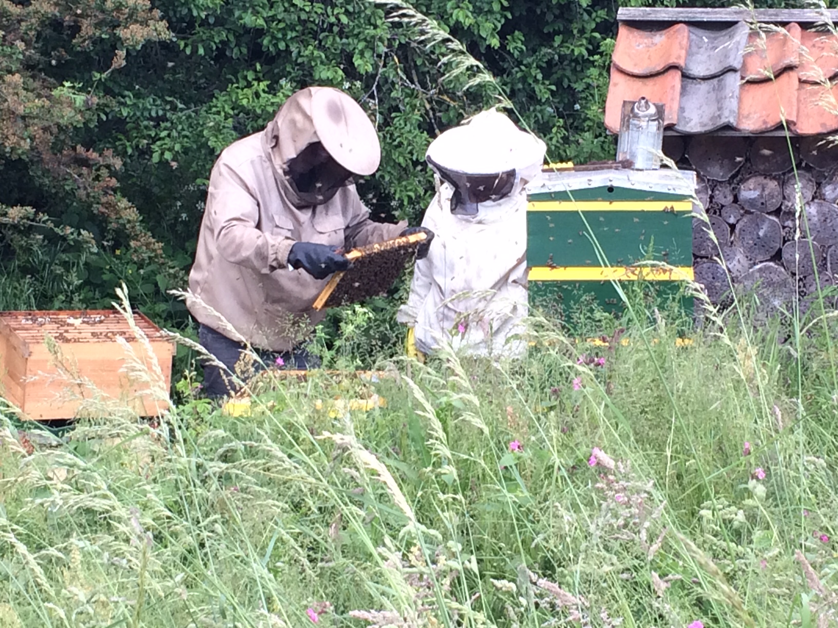 Zondag 9 juli: bijendag bij Hortus Alkmaar