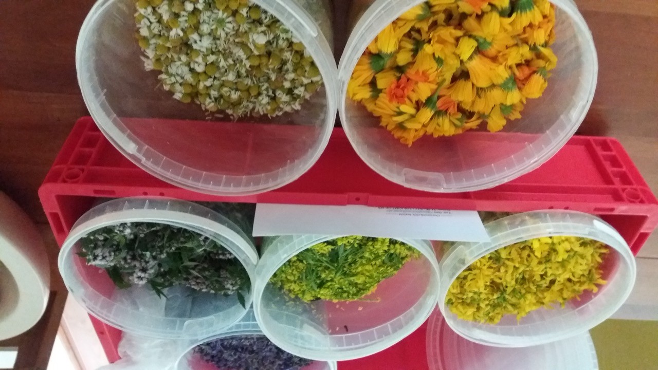 Zomerse kruidenworkshops bij Hortus Alkmaar