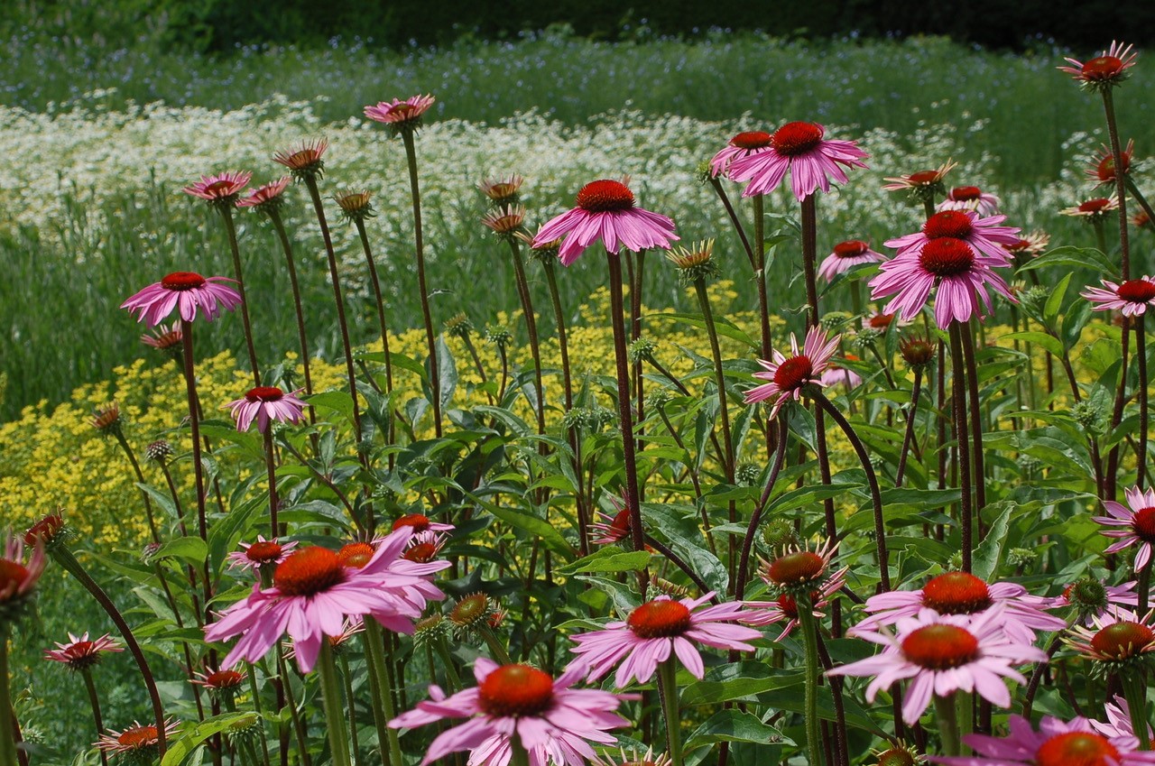 Nazomeren in verrassende tuinen