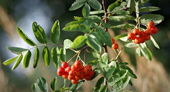 jubileumwandeling 2