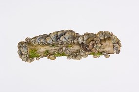 cursus botanisch tekenen 2 2020