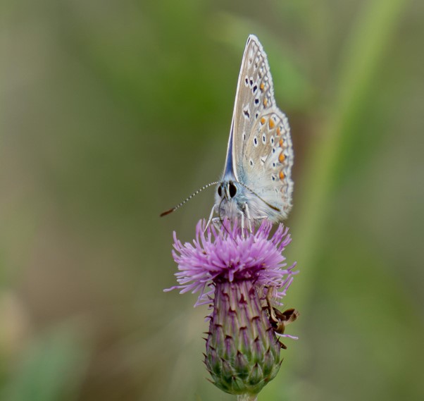 (Amateur)Fotografen gezocht