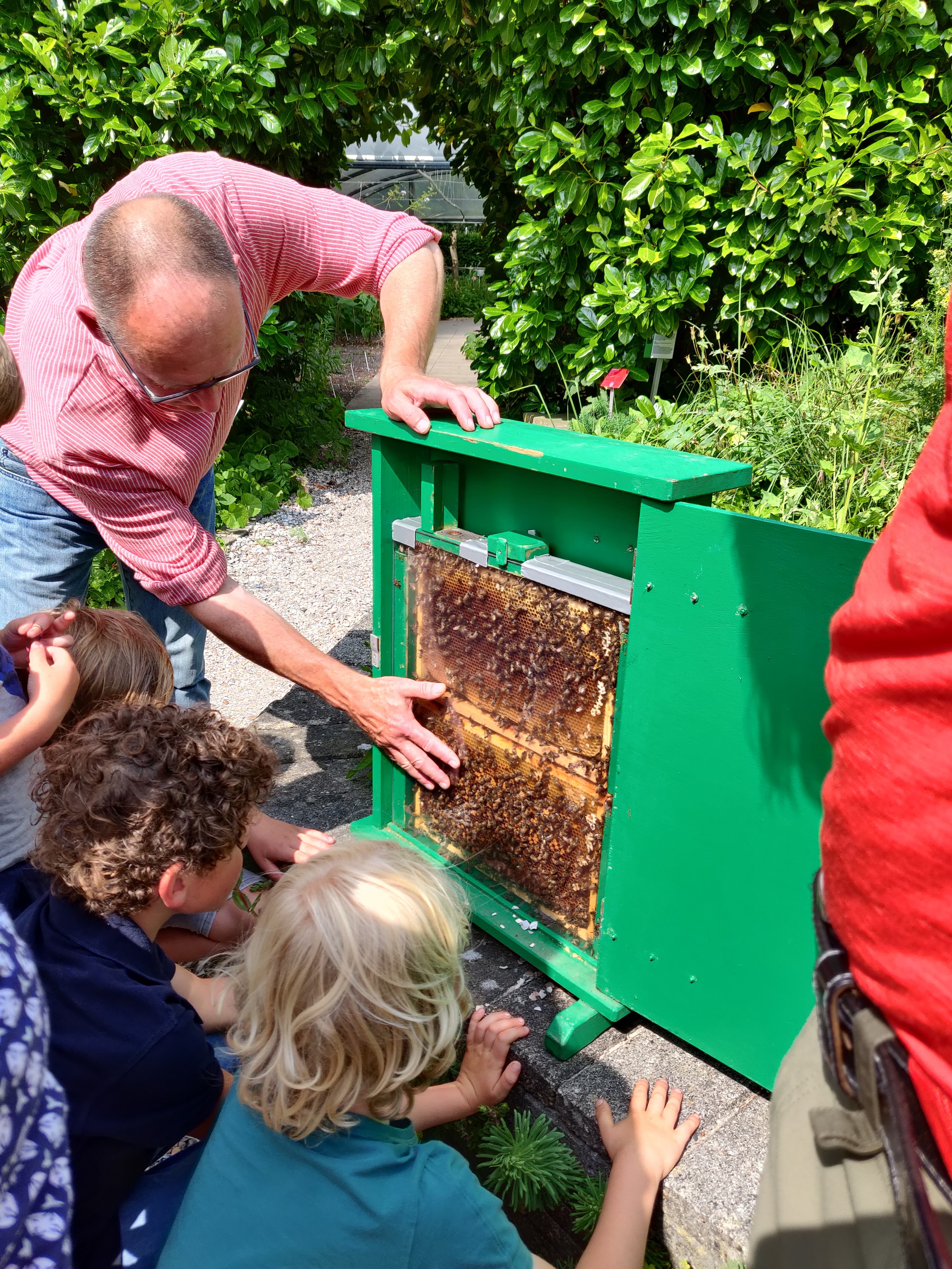 Zondag 10 juli: Bijendag bij Hortus Alkmaar